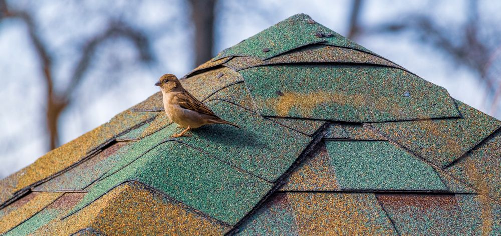 Sparrow perched on architectural asphalt shingles